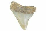 Juvenile Megalodon Tooth - North Carolina #373166-1